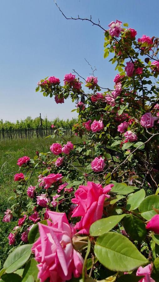 Bed & Breakfast Casa Ossan